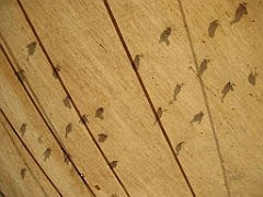 069 Port Douglas Wildlife Habitat